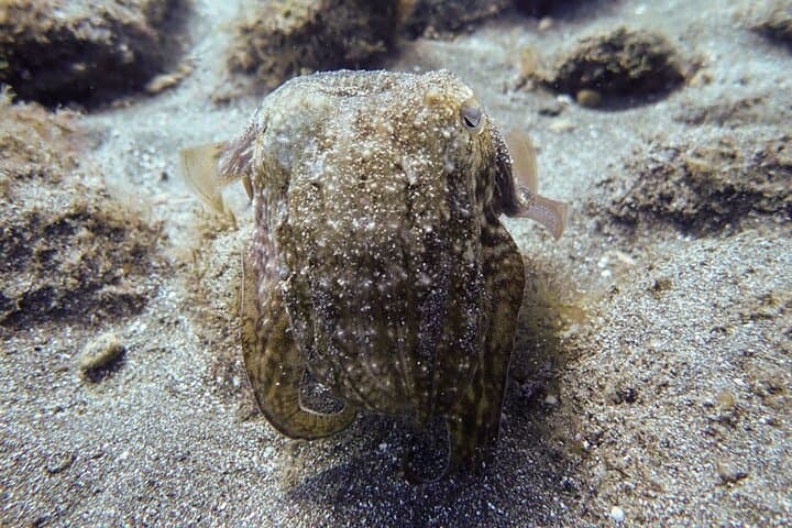 SSI Open Water Diver Course in South Tenerife — 3-Day Certification by the Atlantic photo 3