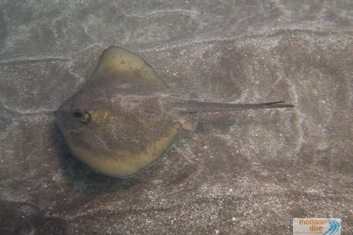 Learn to Dive in El Médano: SSI Scuba Diver Course to 12m photo 3
