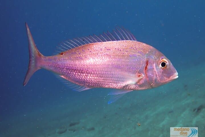 Learn to Dive in El Médano: SSI Scuba Diver Course to 12m photo 4