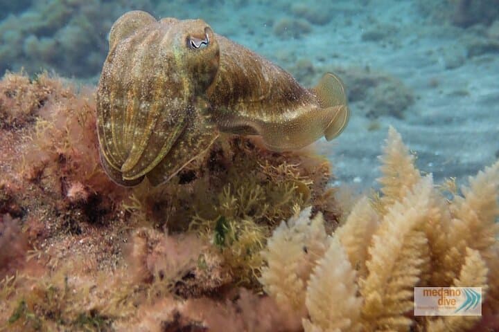 Learn to Dive in El Médano: SSI Scuba Diver Course to 12m photo 2