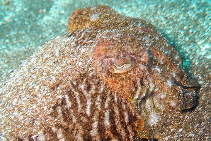 SSI Basic Diver in Tenerife: 2 Dives off Los Cristianos photo 2
