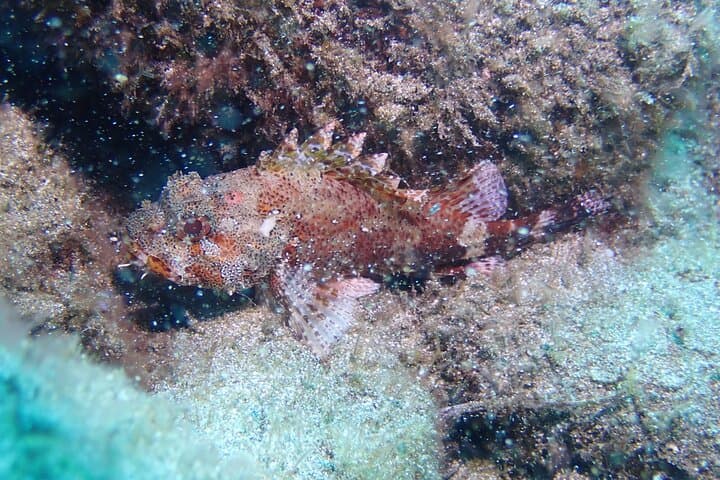 SSI Basic Diver in Tenerife: 2 Dives off Los Cristianos photo 4