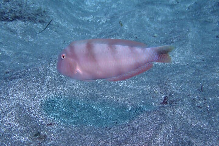 SSI Basic Diver in Tenerife: 2 Dives off Los Cristianos photo 5