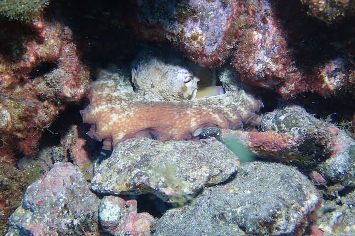 SSI Basic Diver in Tenerife: 2 Dives off Los Cristianos photo 6