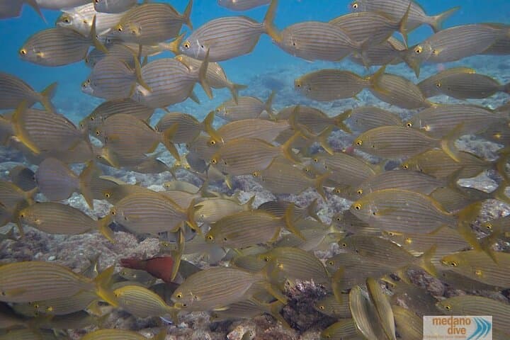 Beginner Dive Baptism in Tenerife — 1 Guided Dive from El Médano photo 3