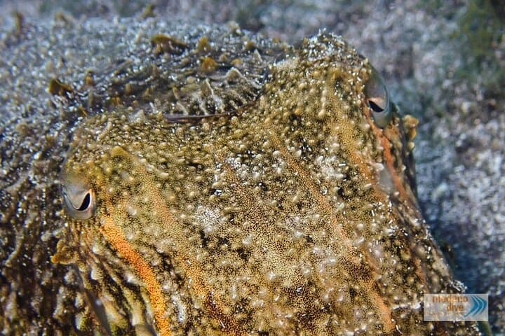 Beginner Dive Baptism in Tenerife — 1 Guided Dive from El Médano photo 4
