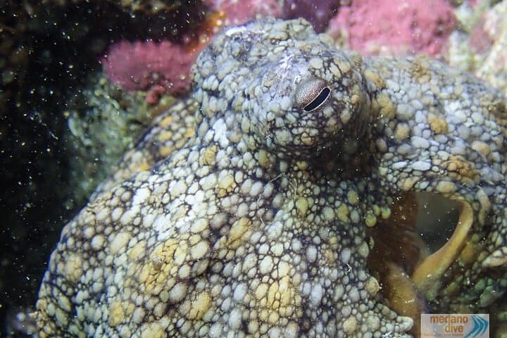 Beginner Dive Baptism in Tenerife — 1 Guided Dive from El Médano photo 5