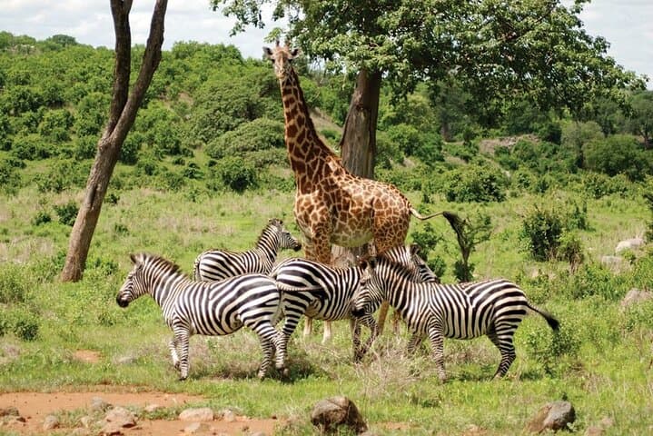Private Africano Park Alexandria Safari from Cairo — Day Trip Guide
