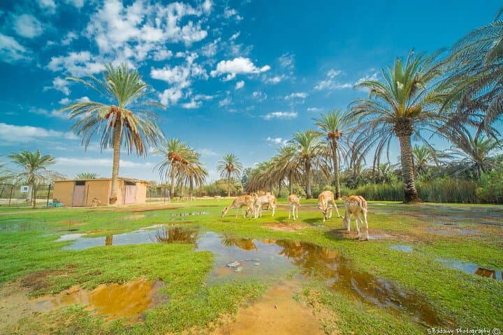 Private Africano Park Alexandria Safari from Cairo — Day Trip Guide photo 2