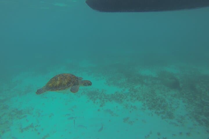 Private Tulum Boat Tour & Turtle Snorkeling Experience photo 2