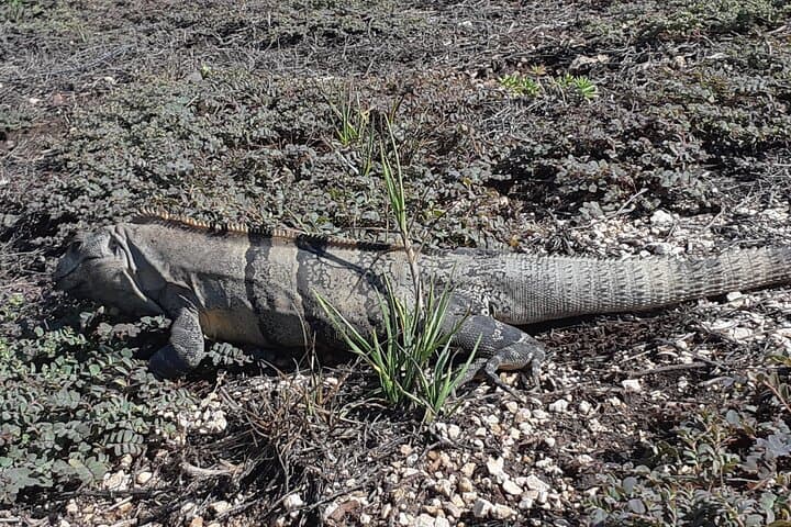 Private Tulum Boat Tour & Turtle Snorkeling Experience photo 5