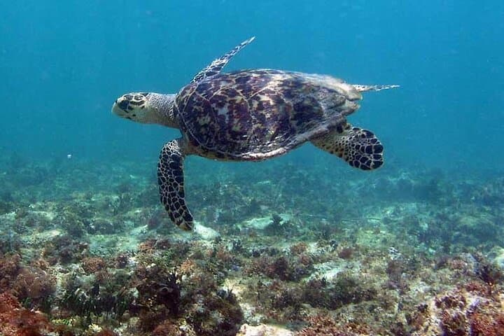 Private Tulum Boat Tour & Turtle Snorkeling Experience
