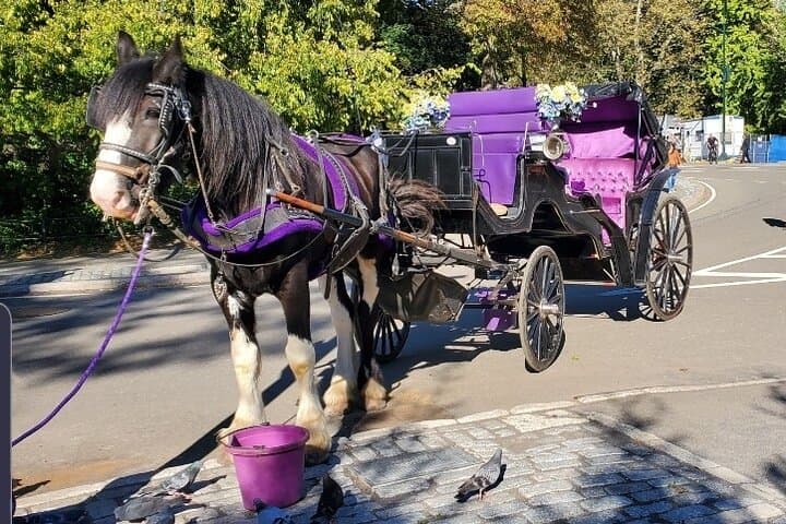 Central Park & Rockefeller Center Private Horse Carriage Tour — Private NYC Horse Carriage Experience photo 4