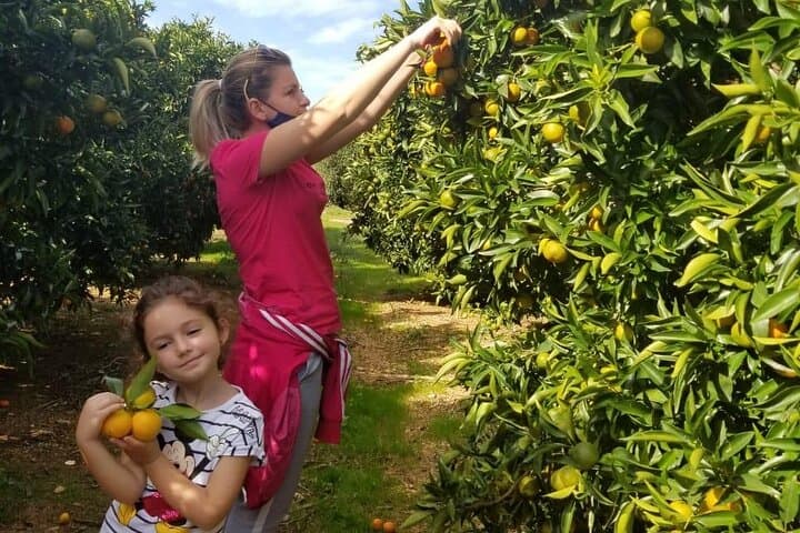 Xarrë Mandarin Farming Tour & Traditional Cooking Lunch near Butrint photo 6