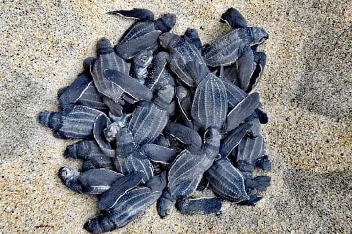 Huatulco Turtle Release & Manialtepec Bioluminescence Night Tour