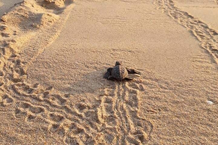 Huatulco Turtle Release & Manialtepec Bioluminescence Night Tour photo 2