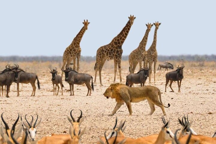 15 Days All About Namibia: Guided Lodge Safari from Windhoek to the Namib photo 6