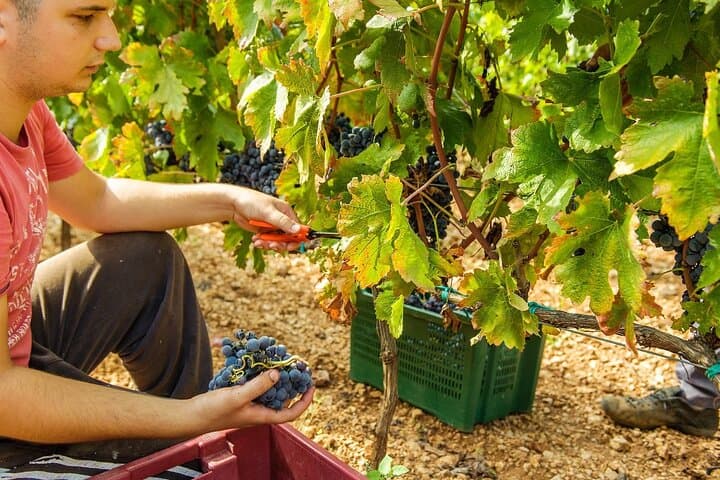 Private Krka Waterfalls & Dalmatian Wine Tasting from Split photo 4