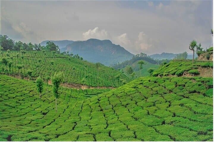 Full-Day Munnar Tour: Mattupetty, Top Station and Kurinjimala Sanctuary photo 6