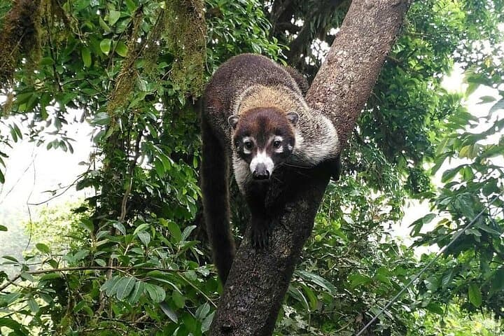 Manuel Antonio Guided Walk: 2–3 Hour Wildlife & Coastal Hike in Costa Rica photo 4
