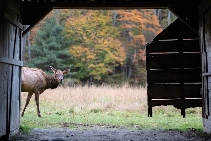 Elk & Waterfall Photo Tour in Cataloochee Valley — Winter Photography Lessons from Asheville photo 3