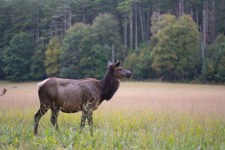 Elk & Waterfall Photo Tour in Cataloochee Valley — Winter Photography Lessons from Asheville photo 4
