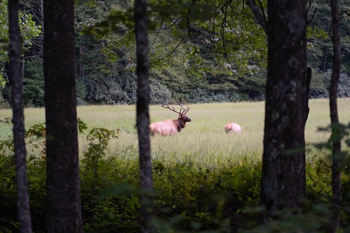 Elk & Waterfall Photo Tour in Cataloochee Valley — Winter Photography Lessons from Asheville photo 5