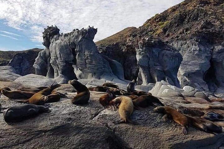 Coronado Island Day Trip from Loreto — Snorkel with Sea Lions in Loreto Bay photo 3