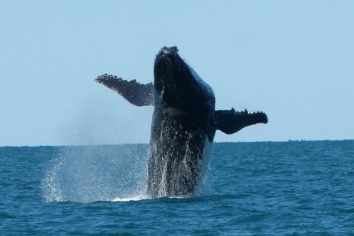 Swim-with-Whale-Sharks-and-Humpbacks-at-Ningaloo-Reef-A-Complete-Day-Adventure photo 4