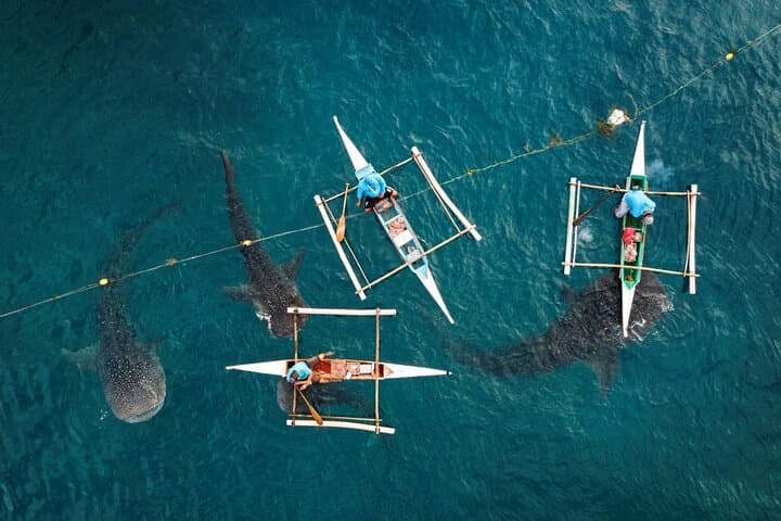 Swim with Whale Sharks & Sumilon Island Day Trip from Cebu photo 5
