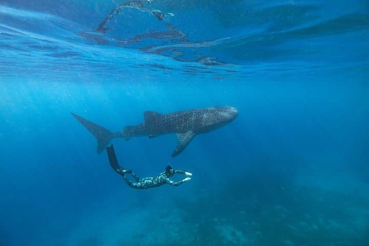 Swim with Oslob Whale Sharks & Trek Aguinid Falls — Day Trip from Cebu photo 4