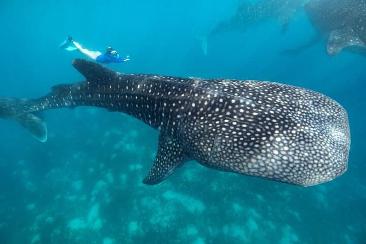Swim with Whale Sharks & Sumilon Island Day Trip from Cebu photo 3