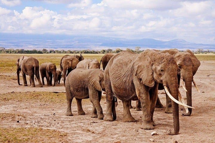 4-Day Etosha and Swakopmund: Wildlife Safaris, Sandboarding & Coastal Lodging photo 2