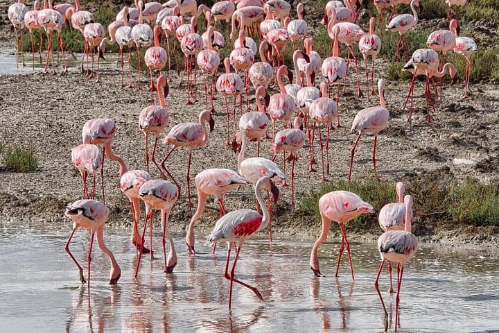 4-Day Etosha and Swakopmund: Wildlife Safaris, Sandboarding & Coastal Lodging photo 4