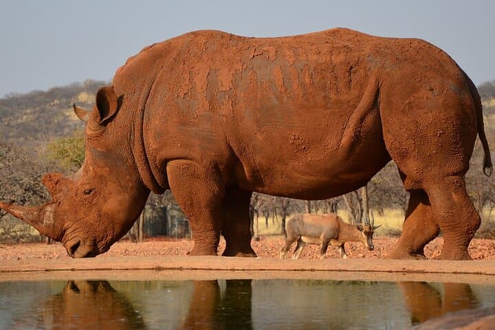 4-Day Etosha and Swakopmund: Wildlife Safaris, Sandboarding & Coastal Lodging
