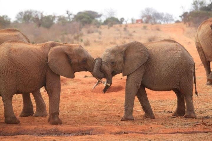 Amboseli National Park Full-Day Private Safari with Lunch from Nairobi photo 2