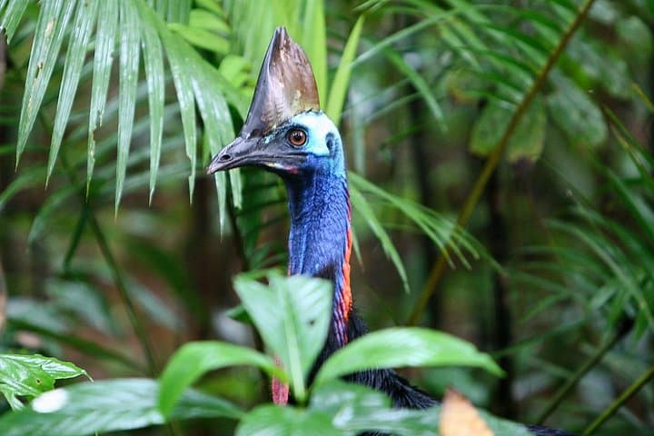 Guided Night Walk in Cape Tribulation — Daintree Rainforest Nocturnal Wildlife Tour
