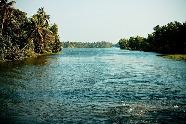 Kayaking the Sal Backwaters: Goa Mangroves, Lotus & Birdwatching photo 3