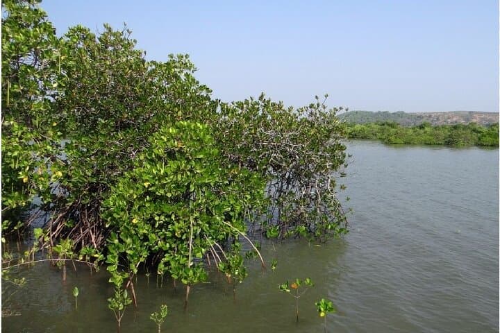 Kayaking the Sal Backwaters: Goa Mangroves, Lotus & Birdwatching photo 4