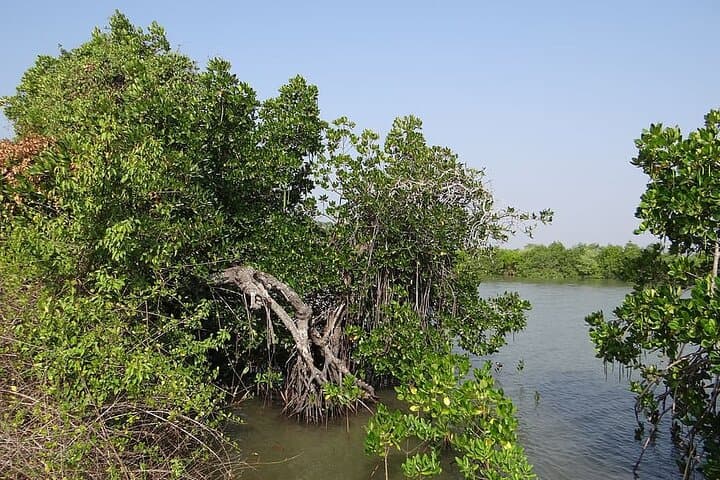 Kayaking the Sal Backwaters: Goa Mangroves, Lotus & Birdwatching photo 6
