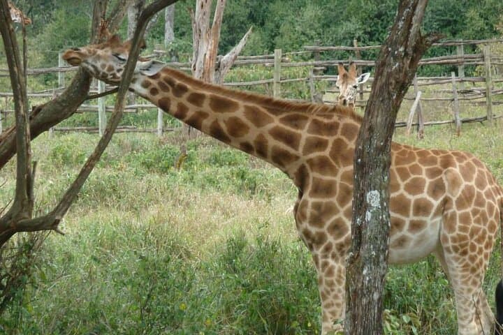 Nairobi Day Tour: Giraffe Centre, Karen Blixen House & Carnivore Lunch photo 1
