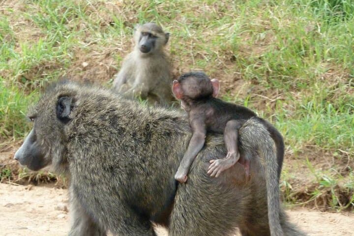 Explore Nairobi National Park: A Half-Day Urban Safari Adventure photo 2