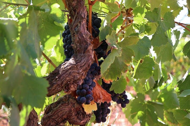 Full-Day Private Setúbal Wine Tasting Tour from Lisbon photo 4