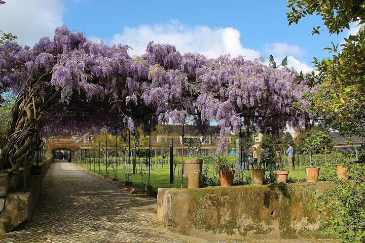 Full-Day Private Setúbal Wine Tasting Tour from Lisbon photo 6