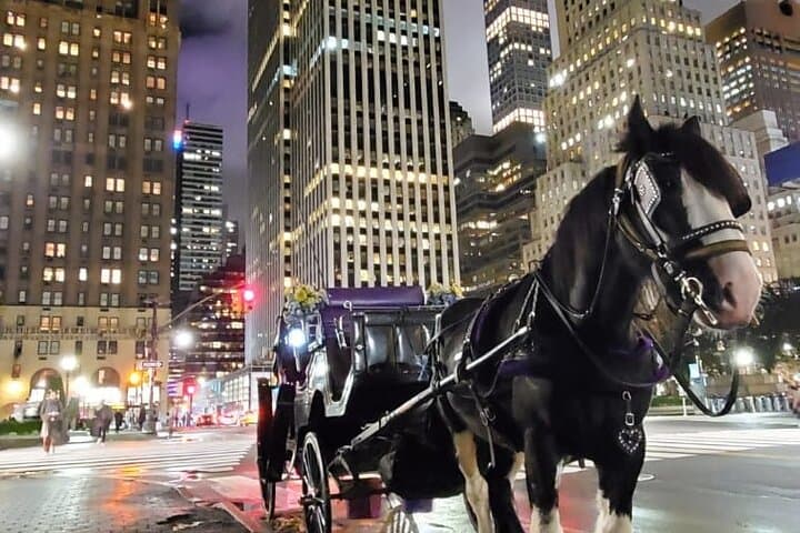 Central Park Christmas Lights Private Horse Carriage Ride — NYC Holiday Tour photo 5