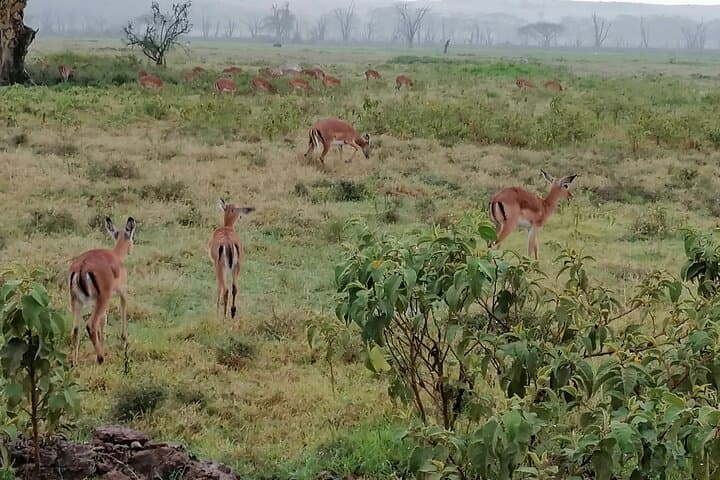 Hell's Gate Bike Safari from Nairobi — Naivasha Day Trip with Hippos & Gorges photo 2
