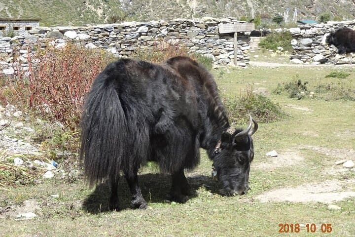 Manaslu Circuit Tea House Trek: Larkya La via Sama Gaon (Newly Open Route) photo 6