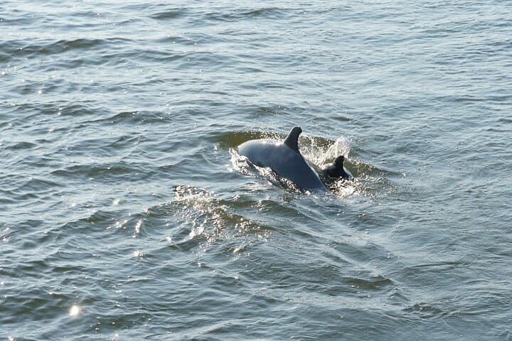 Orange Beach Dolphin Sailing Cruise on a 52-Foot Catamaran photo 4