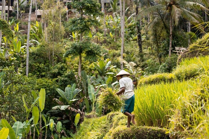 Private Customized Trip to Ubud — Full-Day Private Tour of Temples, Rice Terraces & Waterfalls photo 3