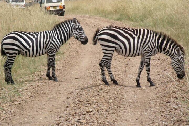 Explore Nairobi National Park: A Half-Day Urban Safari Adventure